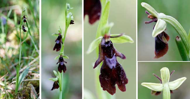 Fiche florale de l'Orchide mouche