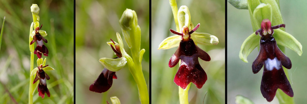 Fiche florale de l'Orchide mouche