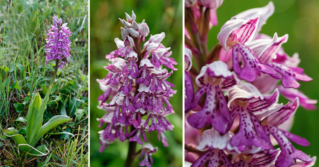 Fiche florale de l'Orchide militaire