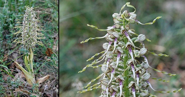 Fiche florale de l'Orchis bouc