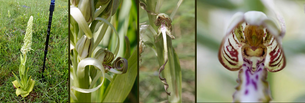 Fiche florale de l'Orchis bouc