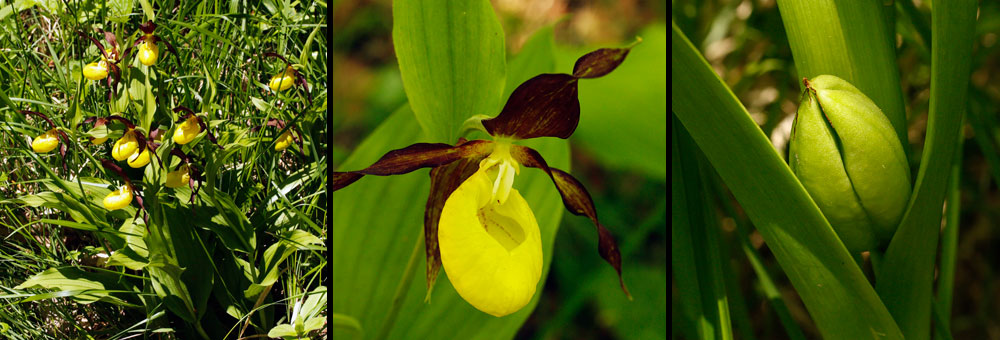 Fiche florale du Sabot de Vnus