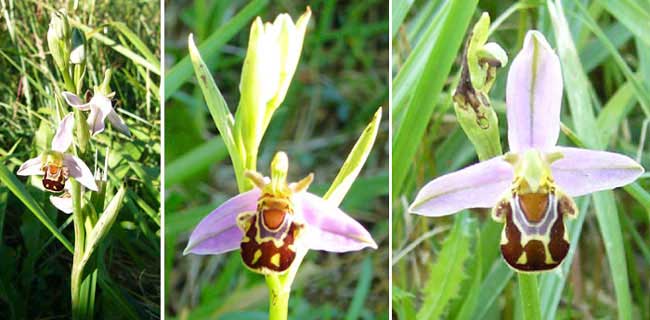 Fiche florale de l'Ophrys abeille