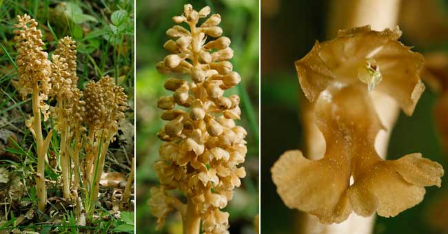 Fiche florale de la Nottie nid d'oiseau