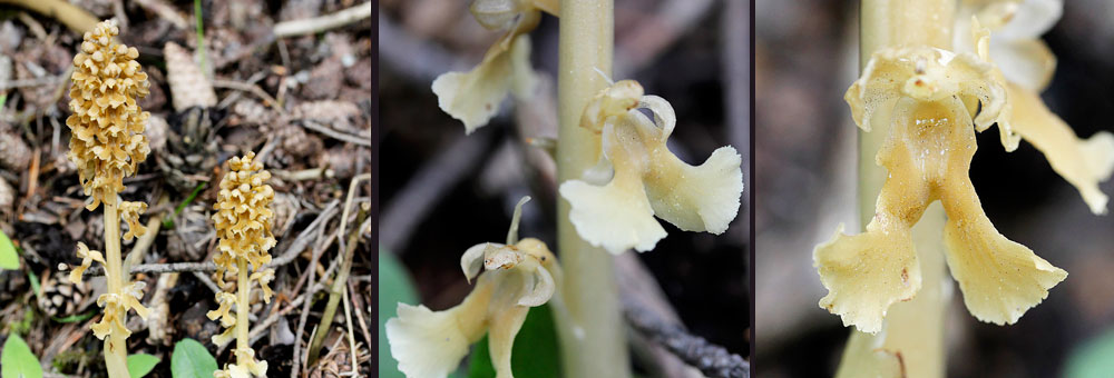 Fiche florale de la Nottie nid d'oiseau