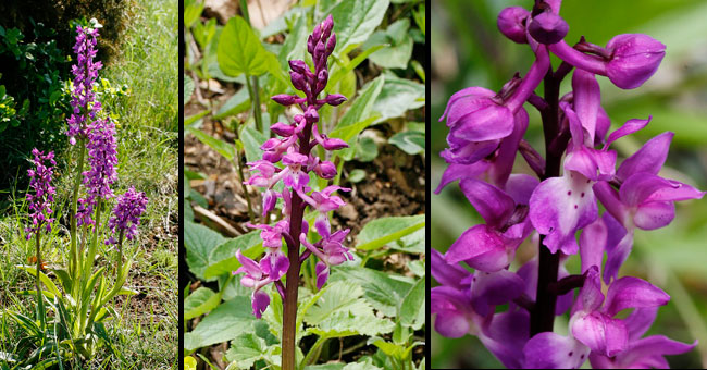 Fiche florale de l'Orchis mle