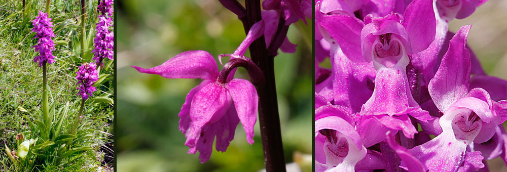 Fiche florale de l'Orchis mle