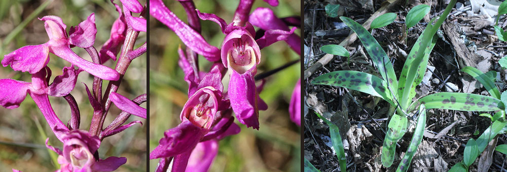 Fiche florale de l'Orchis mle