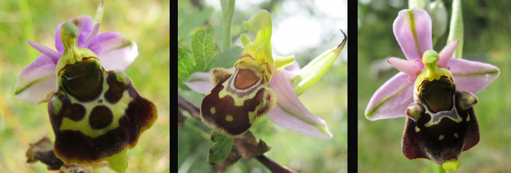 Fiche florale de l'Ophrys bourdon