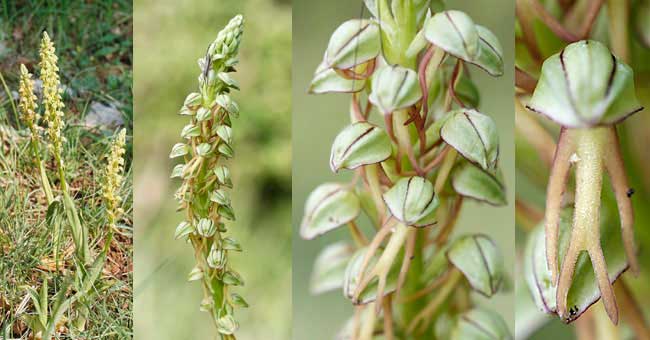 Fiche florale de l'Orchis homme pendu