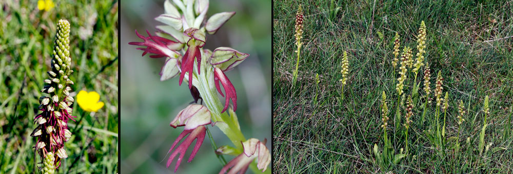 Fiche florale de l'Orchis homme pendu