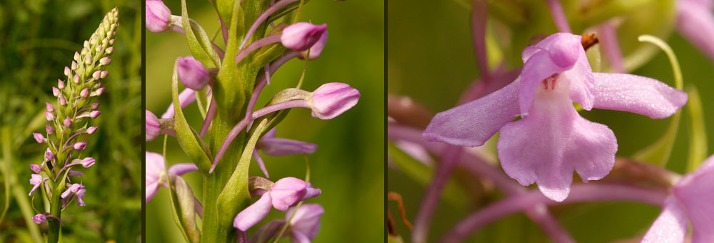 Fiche florale de la Gymnadnie moucheron