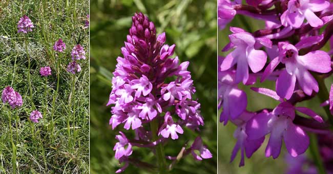 Fiche florale de l'Orchis pyramidal