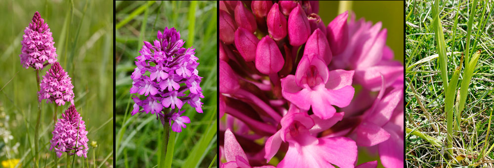 Fiche florale de l'Orchis pyramidal