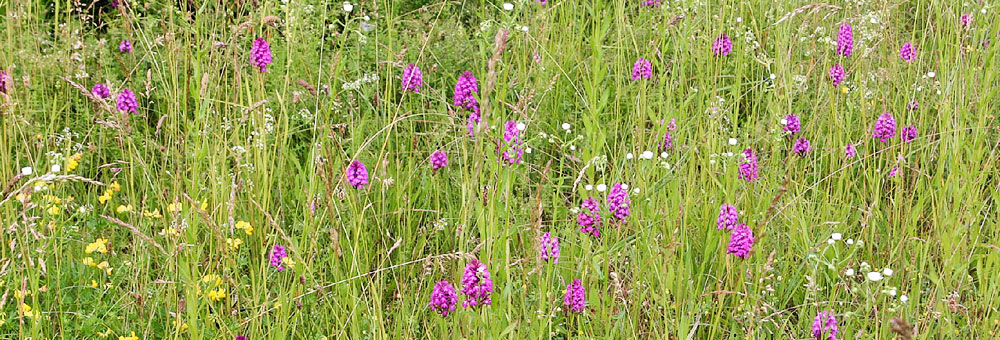 Fiche florale de l'Orchis pyramidal