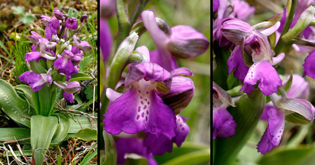 Fiche florale de l'Orchis bouffon