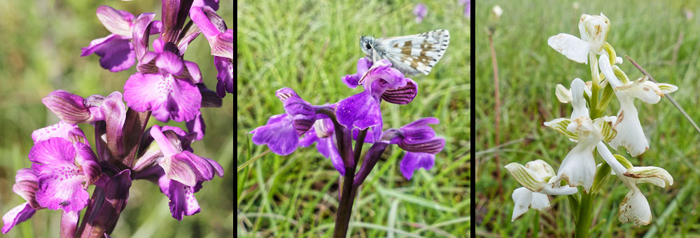 Fiche florale del'Orchis bouffon