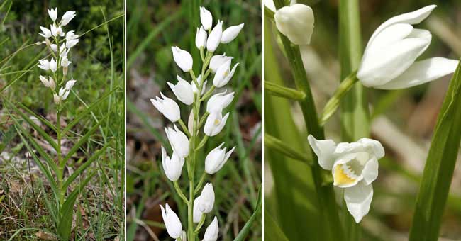 Fiche florale de la Cphalanthre  longues feuilles