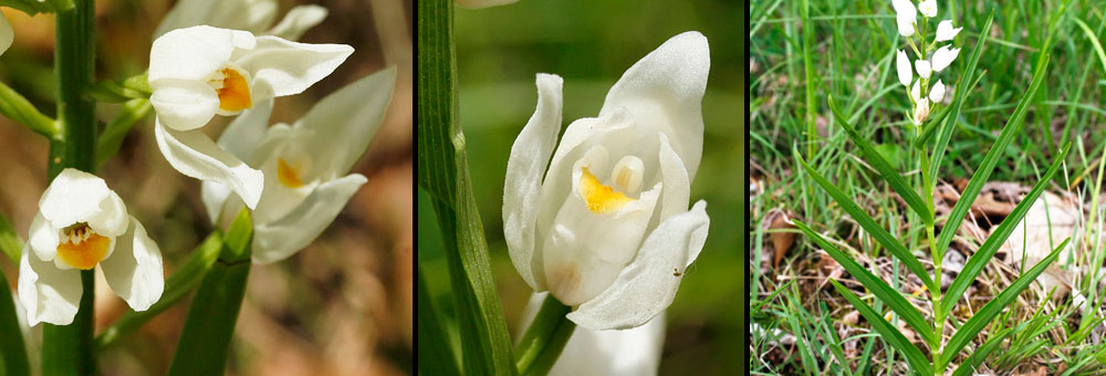 Fiche florale de la Cphalantre  longues feuilles