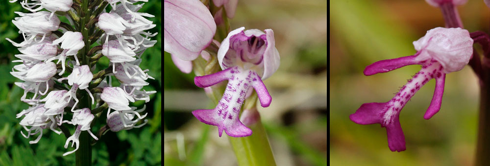 Fiche florale de l'Orchis singe