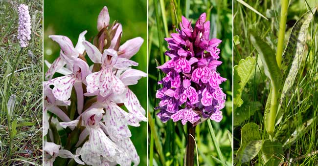 Fiche florale de l'Orchis tachet