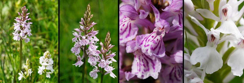 Fiche florale de l'Orchis tachet