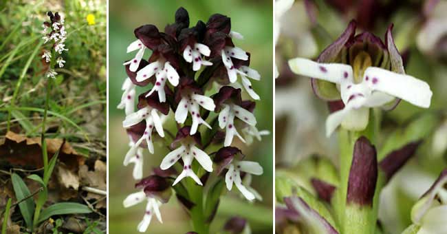 Fiche florale de l'Orchis brl