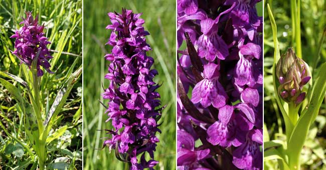 Fiche florale de l'Orchis de mai