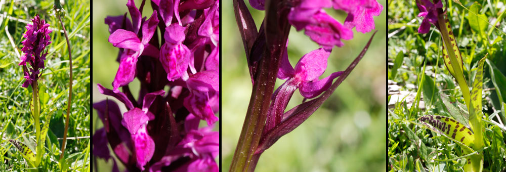 Fiche florale de l'Orchis de mai