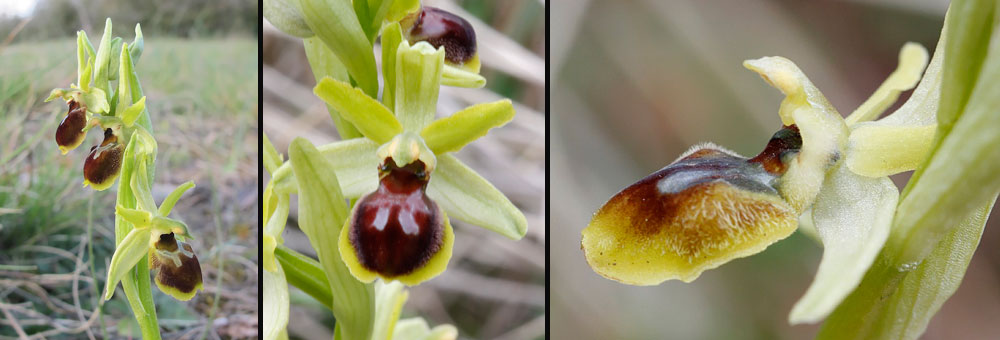 Fiche florale de l'Ophrys araigne