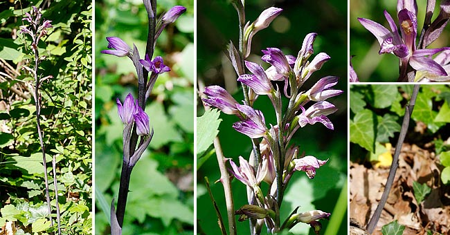 Fiche florale de la Limodore  feuilles avortes