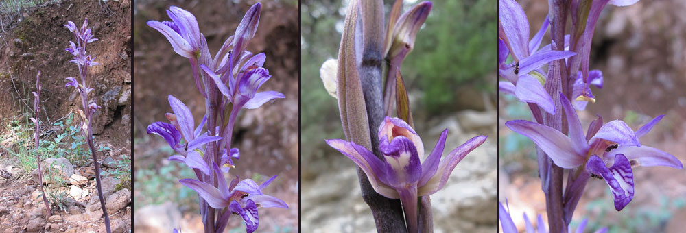 Fiche florale de la Limodorec