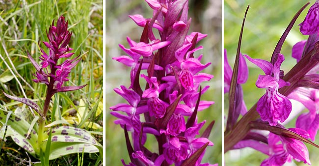 Fiche florale de l'Orchis alpestre