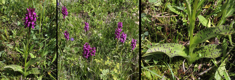 Fiche florale du Dactylorhuze alpestre