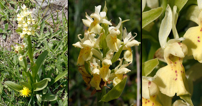 Fiche florale du Dactylprhize sureau