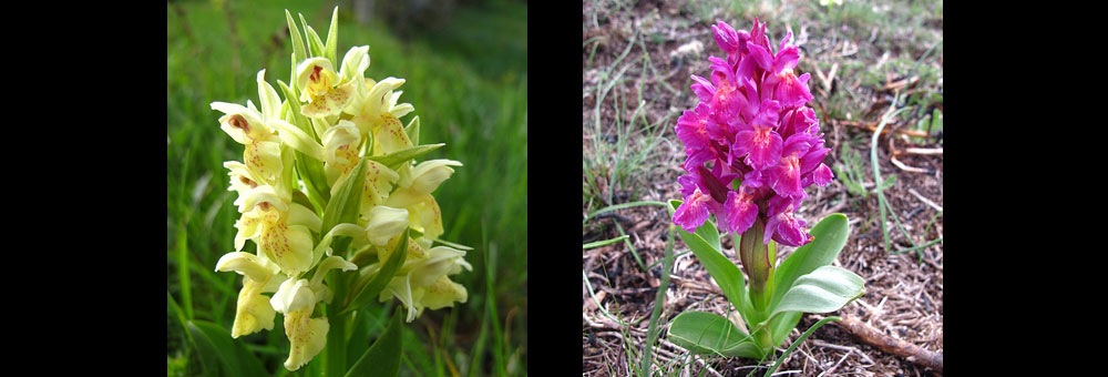 Fiche florale de l'Orchis tsureau