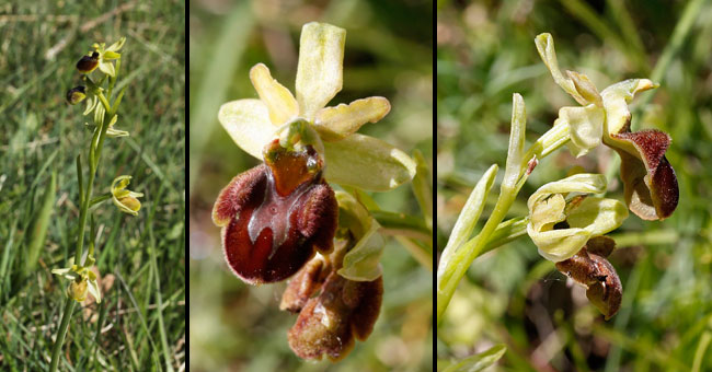 Fiche florale de l'Ophris gupe