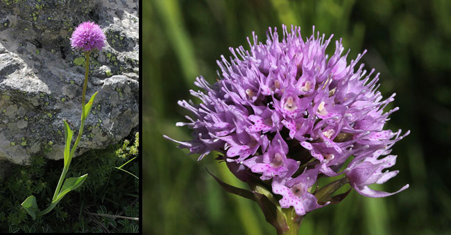 Fiche florale de l'Orchis globuleux