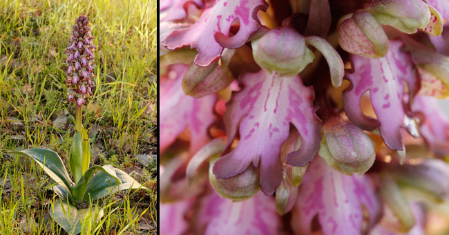 Fiche florale de l'Orchis  longues bractes