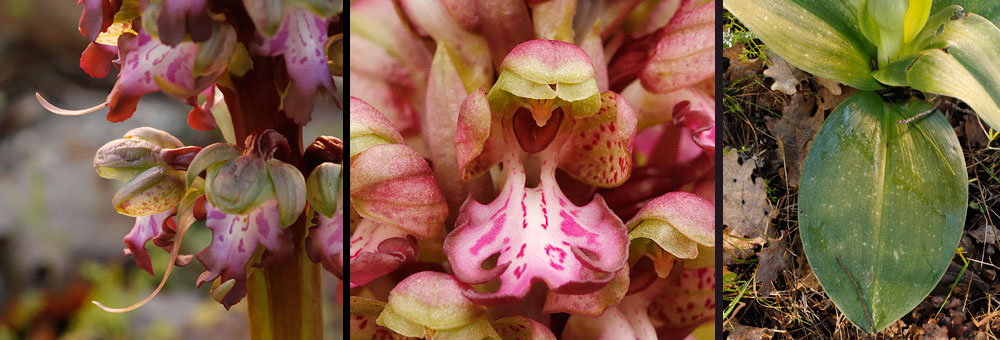 Fiche florale de l'Orchis  longues bractes