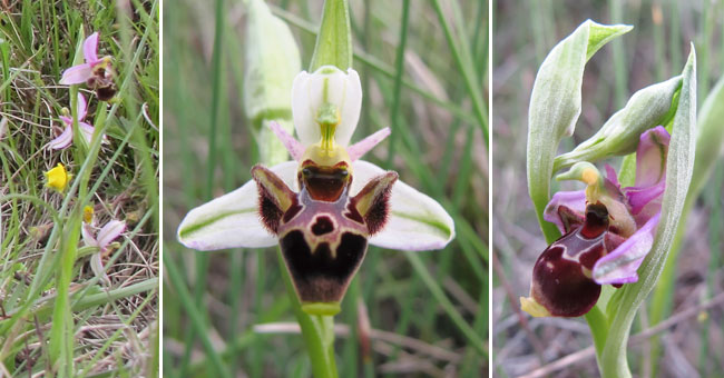 Fiche florale de l'Ophrys bcasse