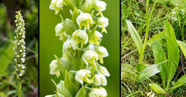 Fiche florale du Pseudorchis blanchtre