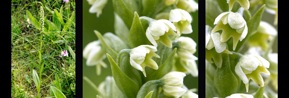 Fiche florale du Pseudorchis blanchtre