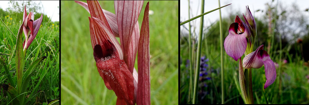 Fiche florale du Serapia en langue