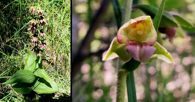 Fiche florale de l'Epipactis helleborine