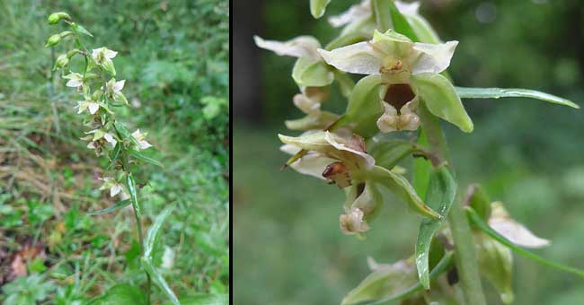 Fiche florale de l'Epipactis du Rhne