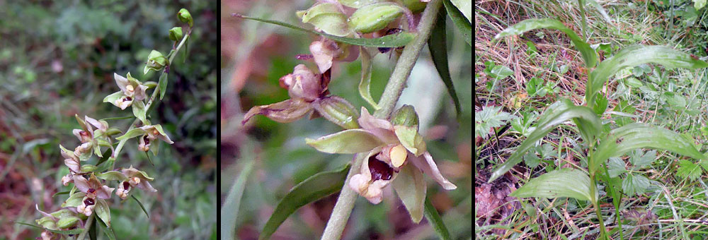 Fiche florale de l'Epipactis du Rhne