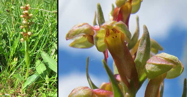 Fiche florale de l'Orchis grenouille