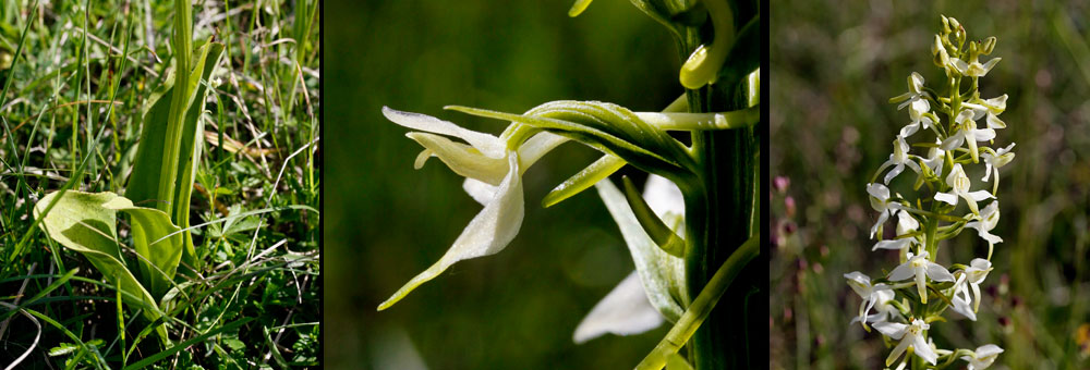 Fiche florale de la Platanthre verdtre