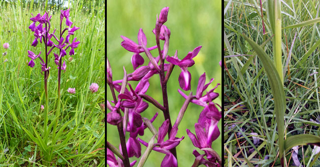 Fiche florale de l'Orchis  fleurs lches